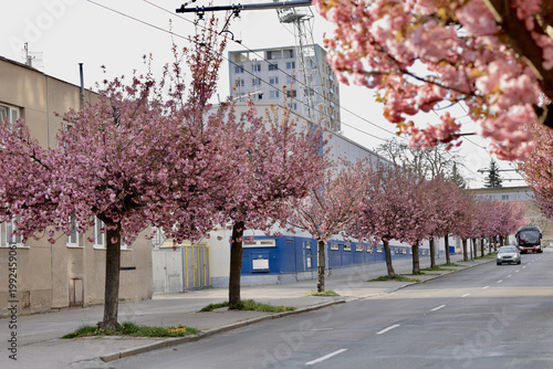 Cherry blossom trees line the street in a city during spring with buildings and a bus visible in the background