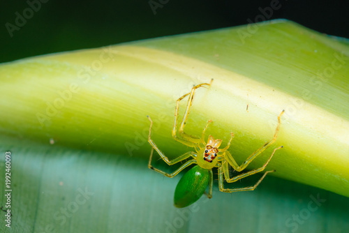 Green lynx spider peucetia viridans 