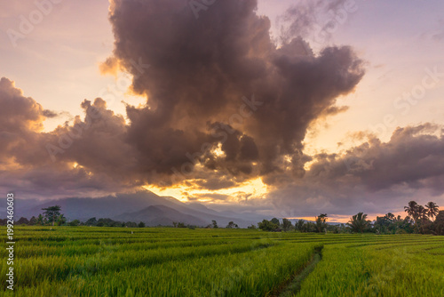 Beautiful morning view in Indonesia, panoramic landscape of rice fields with mountain ranges and clear sky