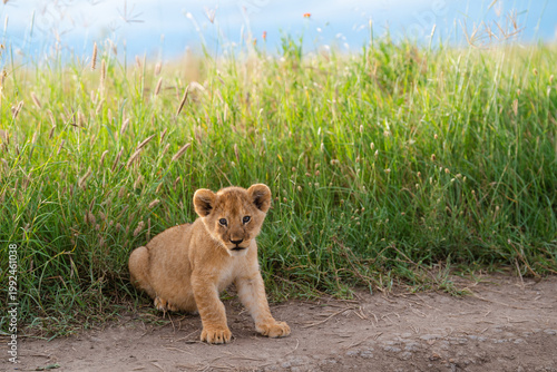 Lion cub sitting on dirt path in african savannah