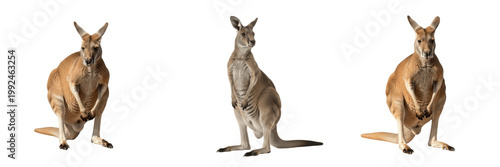 Tableau sur toile Red Kangaroo Jumping - Macropus rufus - Kangourou roux - Canguro rojo - Australi