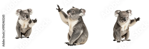 Photography Australian Koala Bear - Phascolarctos cinereus - Koala - Koala - Eucalyptus Tree