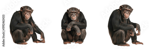Obraz na plátne Common Chimpanzee Primate - Pan troglodytes - Chimpanzé - Chimpancé - Intelligen