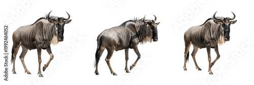 Tableau sur toile Blue Wildebeest Migration - Connochaetes taurinus - Gnou - Ñu - Migrating Africa