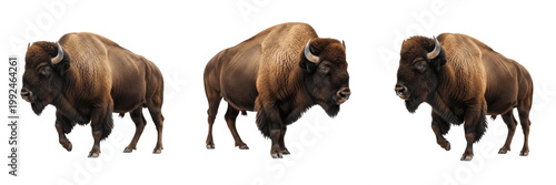 American Bison Portrait - Bison bison - Bison d'Amérique - Bisonte - Massive Prairie Mammal SEO Title - North American Buffalo in National Park Wildlife Photography - Iconic Wilderness Animal