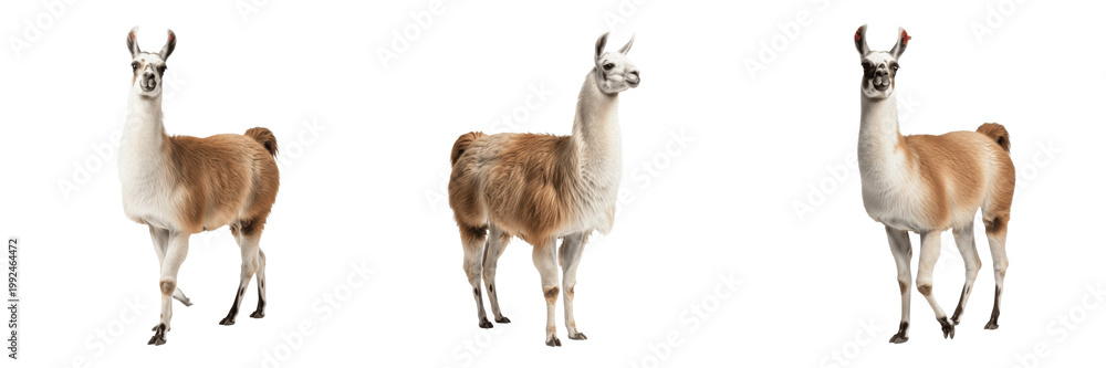 Naklejka premium Llama in Andes Mountains - Lama glama - Lama - Llama - South American Pack Animal SEO Title - Domesticated Woolly Mammal in Peru Landscape Wildlife Photography - Iconic Machu Picchu Mountain Animal