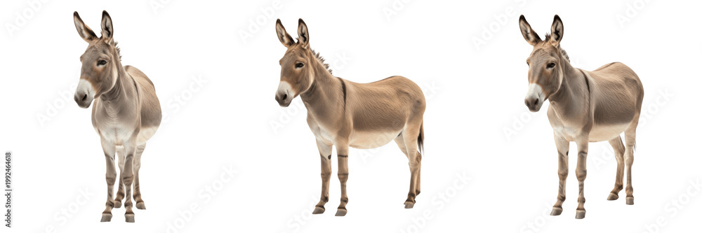 Fototapeta premium Common Warthog Savanna - Phacochoerus africanus - Phacochère - Facóquero - African Wild Pig SEO Title - Tusker Mammal Kneeling to Graze in Safari Park Wildlife Photography - Iconic Pumbaa Animal