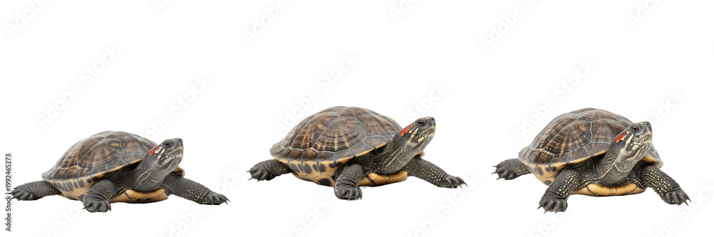 Fototapeta premium Box Turtle in Grass - Terrapene - Tortue - Tortuga - Land Dwelling Reptile SEO Title - Small Shelled Animal with Colorful Shell Wildlife Photography - Cute Woodland Turtle in Natural Habitat