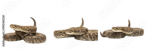 Canvastavla Western Diamondback Rattlesnake - Crotalus atrox - Crotale - Cascabel - Desert P