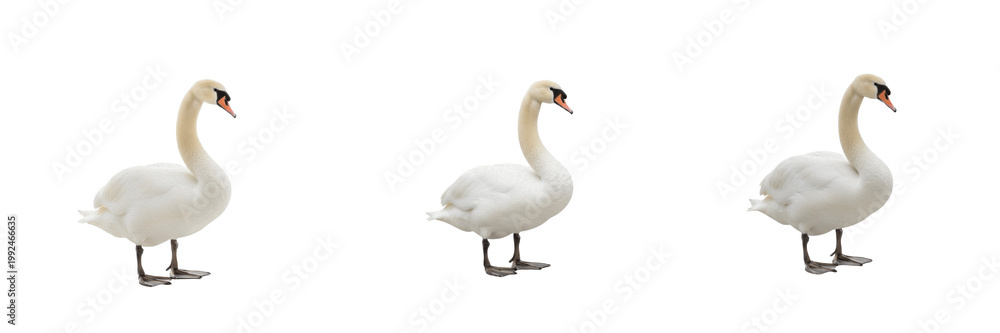 Fototapeta premium Graceful Mute Swan - Cygnus olor - Cygne - Cisne - Elegant White Water Bird SEO Title - Beautiful Bird Swimming in Calm Lake Water Wildlife Photography - Romantic Nature Wildlife Photography Portrait