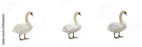 Photos Graceful Mute Swan - Cygnus olor - Cygne - Cisne - Elegant White Water Bird SEO