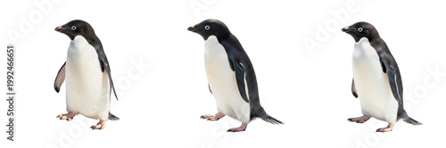 Schilderij op canvas Emperor Penguin on Ice - Aptenodytes forsteri - Manchot empereur - Pingüino empe