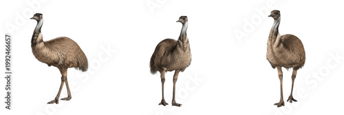 Canvas Print Australian Emu in Outback - Dromaius novaehollandiae - Émeu - Emú - Large Flight