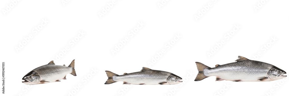 Obraz premium Atlantic Salmon Leap - Salmo salar - Saumon - Salmón - Migratory Freshwater Fish SEO Title - Silver Fish Jumping up Waterfall in River Rapids Wildlife Photography - Iconic Nature Migration Photo Art