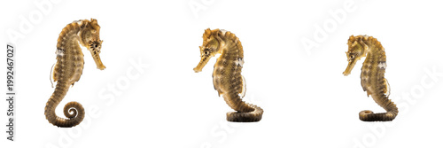 Bild auf Leinwand Common Seahorse Swim - Hippocampus - Hippocampe - Caballito de mar - Unique Mari
