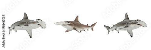 Obraz na plátně Hammerhead Shark Swim - Sphyrna - Requin-marteau - Tiburón martillo - Unique Mar