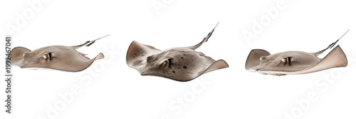 Foto Blue Spotted Stingray - Taeniura lymma - Raie - Raya - Flat Marine Fish SEO Titl