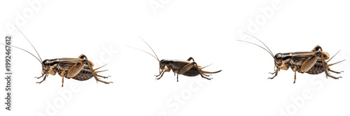 Quadro su tela Field Cricket Chirp - Gryllus - Grillon - Grillo - Musical Nocturnal Insect SEO