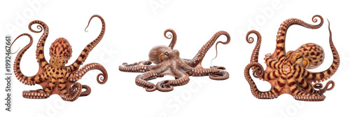 Vászonkép Common Octopus Camouflage - Octopus vulgaris - Pieuvre - Pulpo - Intelligent Cep