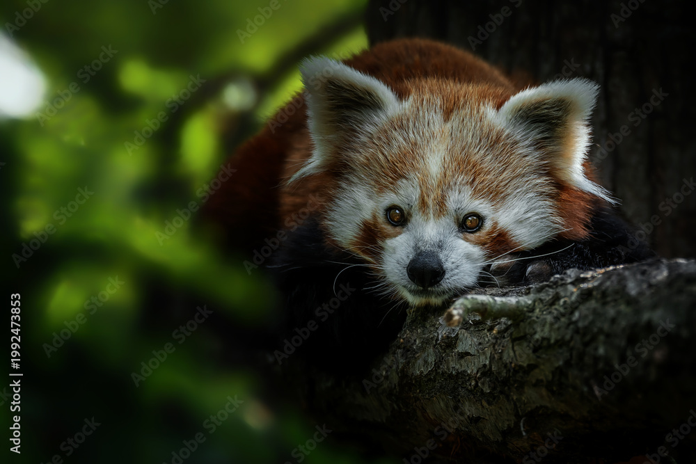 Obraz premium Red Panda (Ailurus fulgens) on the tree