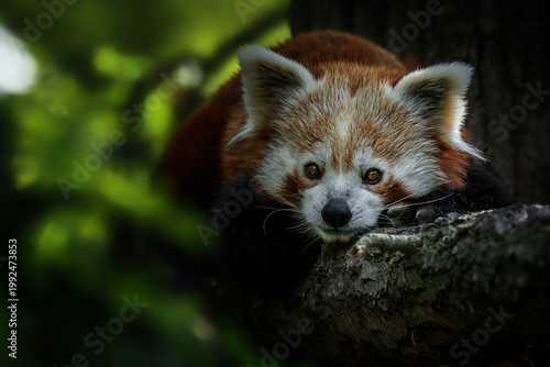 Red Panda (Ailurus fulgens) on the tree