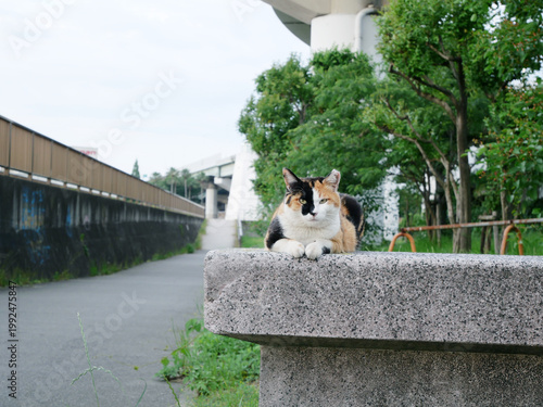 港の野良猫