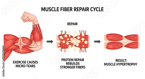 Muscle fiber repair process illustration isolated on white background