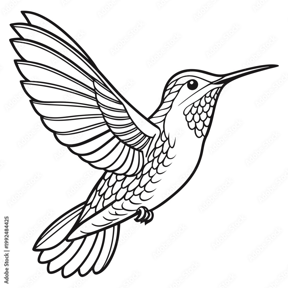 Obraz premium Complex Hummingbird Line Illustration