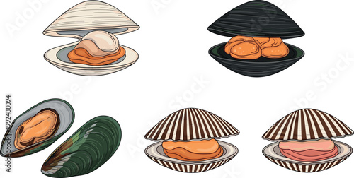 Seashell seafood set with scallop mussel oyster shells and meat marine food vector illustration isolated design elements