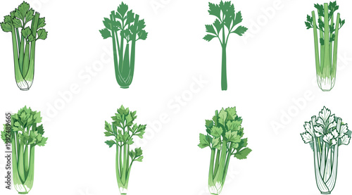 Set of fresh celery stalks in different styles and bunches isolated on white background healthy vegetable vector illustration collection