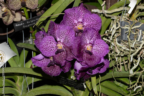 Purple Orchid Ascocenda Kulwadee Fragrance (Vanda Hybrid) Tropical Flower Closeup