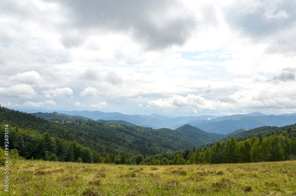 Fototapeta premium Panoramic mountain landscape featuring a wildflower meadow in the foreground, dense evergreen forest, layered blue mountain ranges and a dramatic cloudy sky. Carpathian Mountains, Ukraine