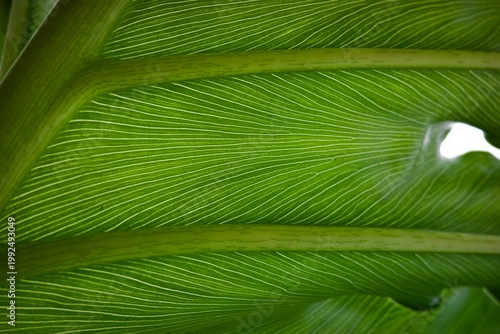 Canvas Print Diagonal Tropical Leaf Vein Pattern with Layered Green Texture