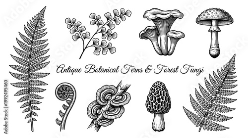 Vintage Botanical Engraving Set of Forest Ferns and Mushrooms, Featuring Amanita, Morel, Chanterelle and Fiddlehead Fern, Hand Drawn Vector Illustration Elements