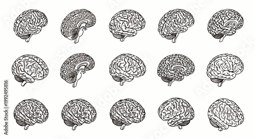 Set of anatomical illustrations of the human brain in profile, showing different angles and details of the cerebral cortex