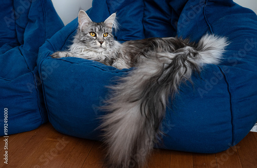 Quadro su tela Black Silver Tabby Maine Coon sitting on a bean bag chair indoors