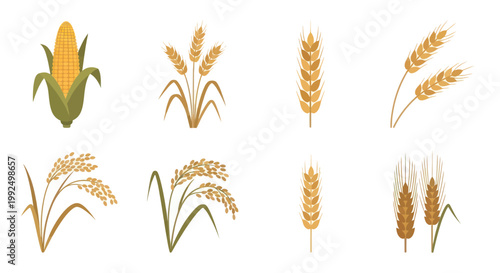 Collection of Cereal Grains and Corn - Wheat, Rice, Corn Illustrations
