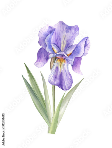 Watercolor painting of a big iris pallida flower with leaves. Elegant and detailed drawing of petals, delicate color palette. For art prints, botanical books and articles, stickers, cards, and more