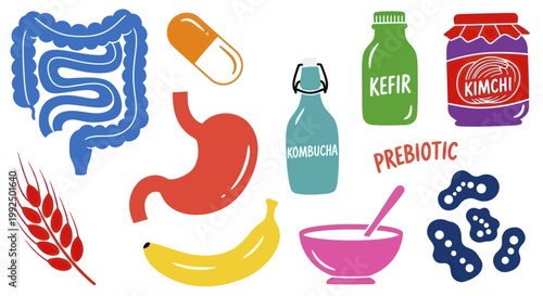 Gut Health and Digestive System with Probiotic and Prebiotic Foods.