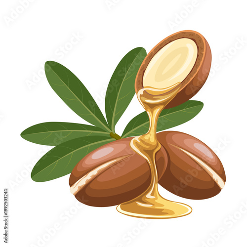 Vector illustration, Sideroxylon spinosum, known as argan, isolated on white background.