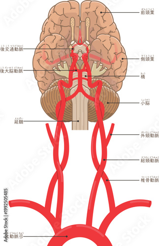 脳底の動脈 Arteries at the base of the brain