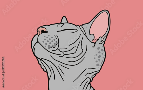 Cat relaxes with eyes closed against a pink background in a cozy indoor setting, enjoying a moment of quiet time