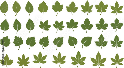 Collection of Various Green Leaf Illustrations Featuring Different Shapes and Vein Patterns
