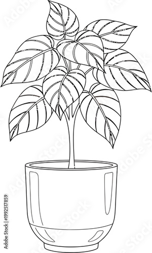 Detailed black and white line art illustration of a vibrant potted houseplant, showcasing its numerous leaves and a classic decorative pot, ideal for coloring, crafts, or botanical study designs