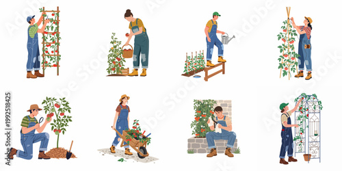 Set of illustrations showing farmers and gardeners growing, watering, harvesting, and caring for tomato plants in a vegetable garden.