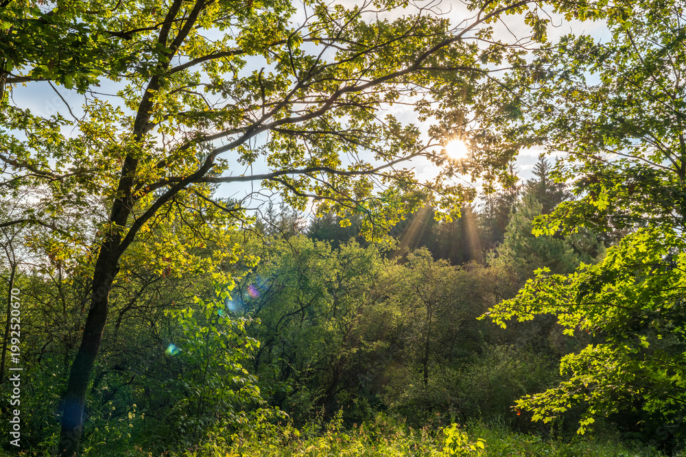 Fototapeta premium The sun through the trees in the summer park. Beautiful park in spring with bright sun shining through the trees