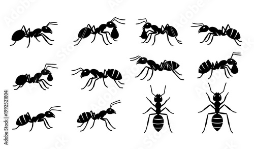 Ant icon set vector illustration with different poses minimal flat insect silhouette collection isolated on white background