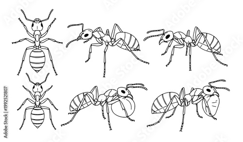 Ant silhouette trail vector with marching insects in dynamic composition isolated on white background