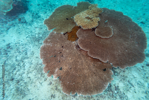A vibrant underwater scene showcases a diverse coral reef ecosystem, with various coral species thriving in the clear, turquoise waters. 