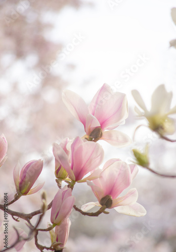 Magnolia flowers in spring fairy tale blooming garden on mysterious floral light background, beautiful park landscape toned in soft pastel retro colors, tranquil nature.